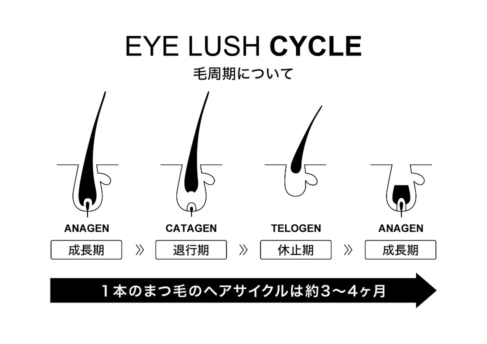 まつ毛のヘアサイクル図
